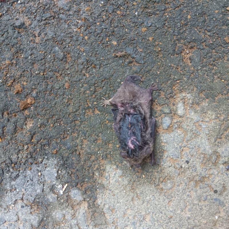 コウモリの死骸を発見