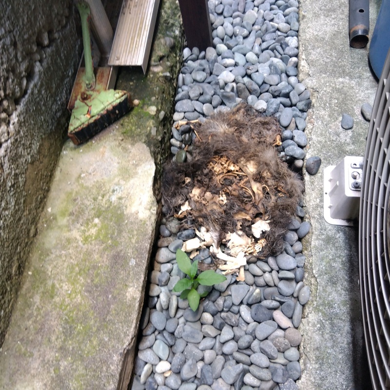 ハクビシンの死骸