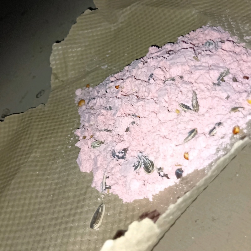 殺鼠剤を仕掛けている様子