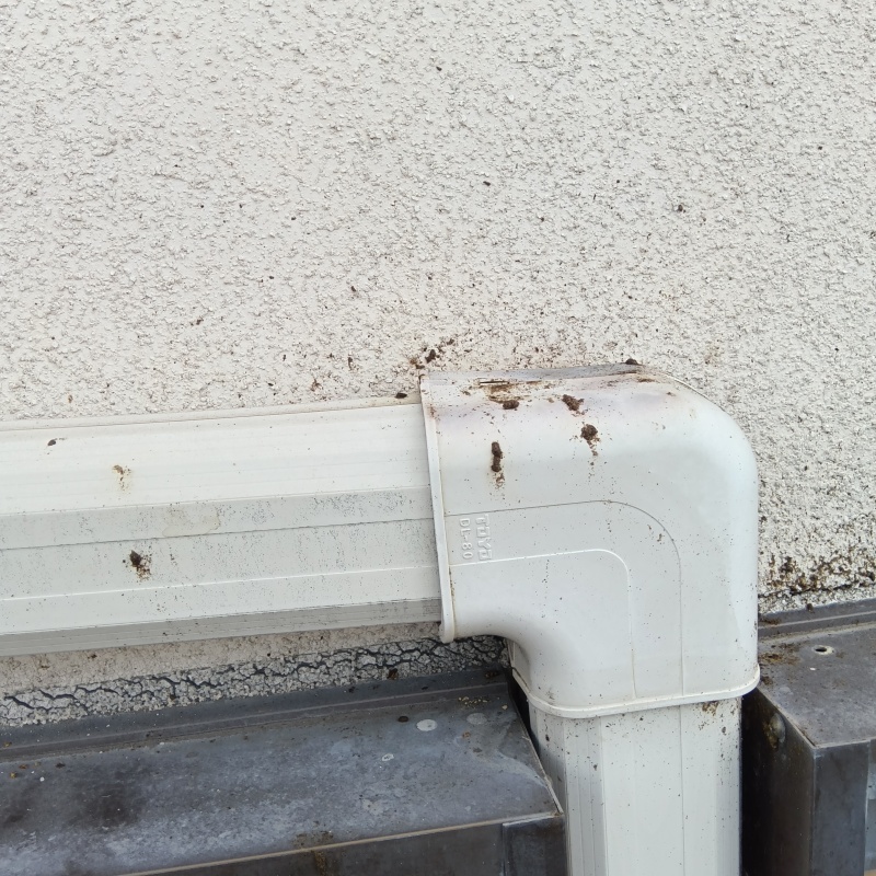コウモリのフンが溜まっている様子