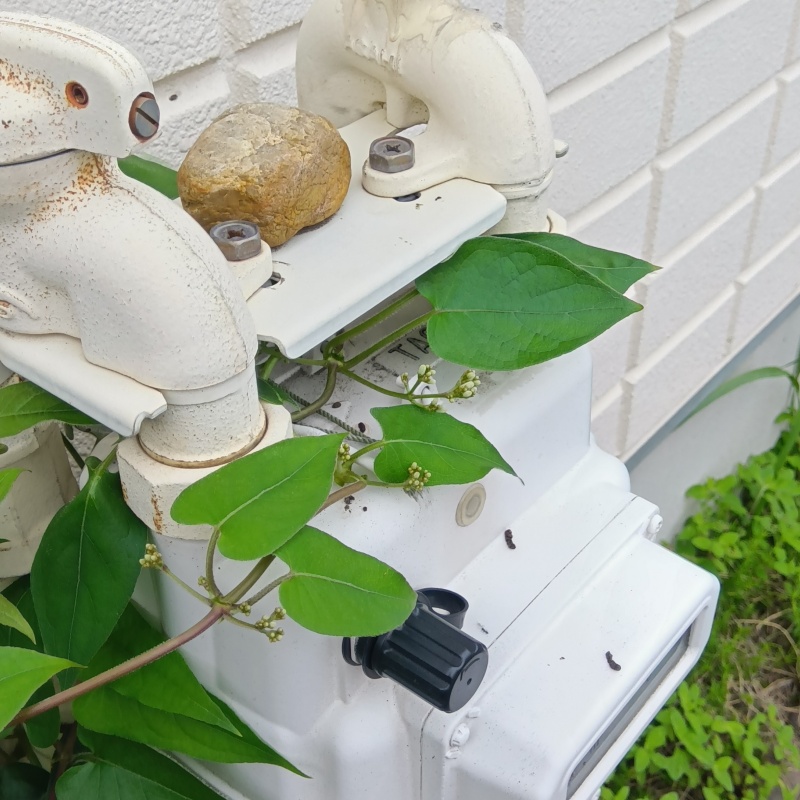フンで汚れたガスメーター