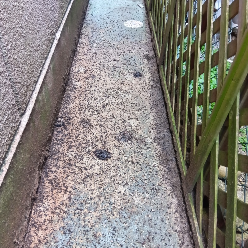 奈良県磯城郡田原本町千代でコウモリ死骸！戸建ての戸袋で物音や庭のフン害で困っていた事例
