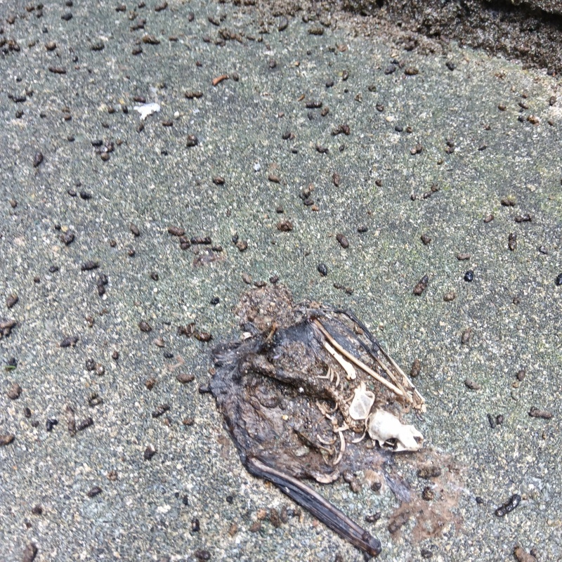コウモリの死骸と大量のフンを確認