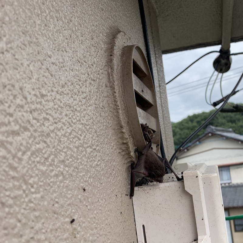 換気口近くにコウモリがいる様子