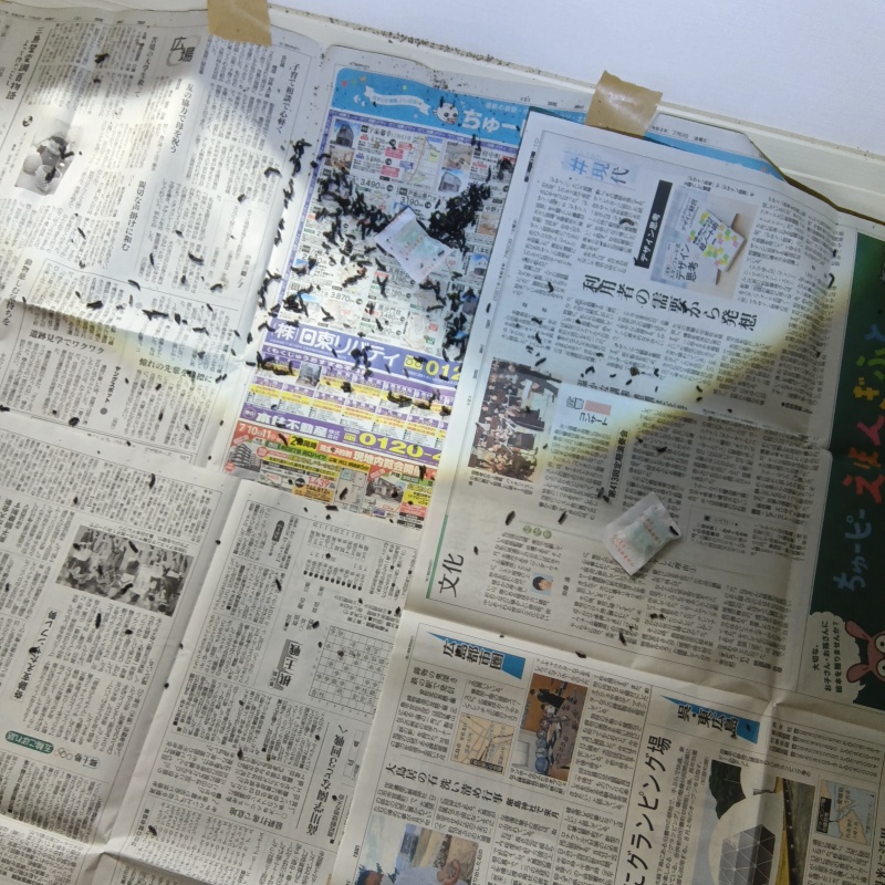 室内にフンが散乱