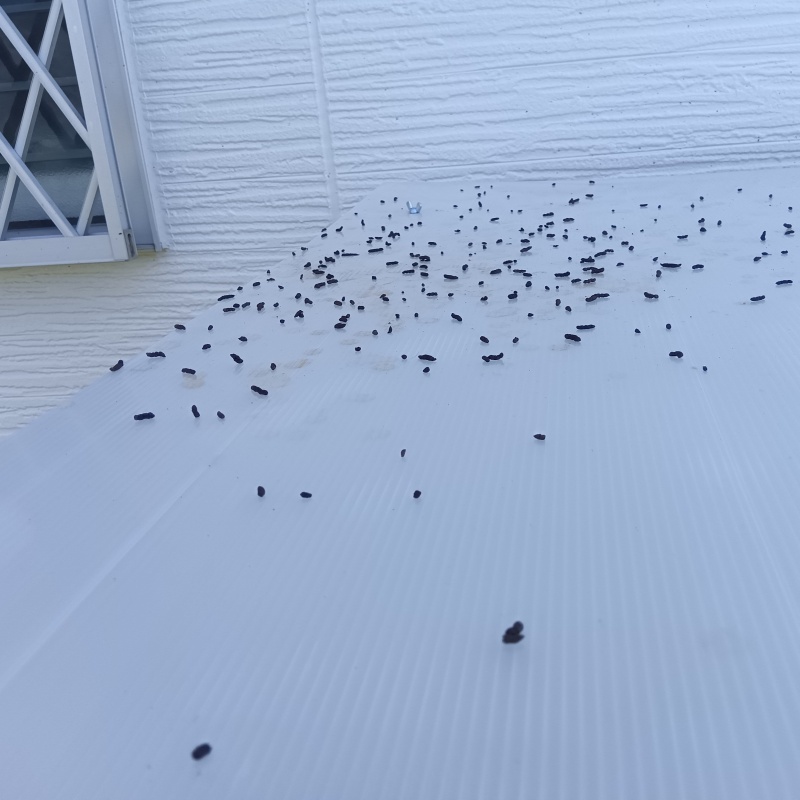 建物外周に散乱するコウモリのフン