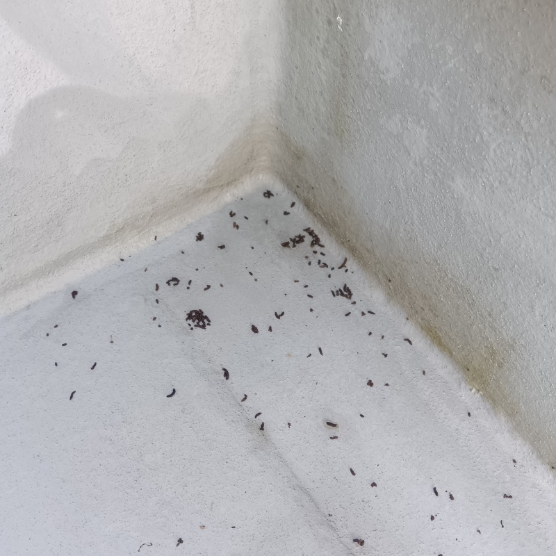 広島県呉市吉浦本町戸建てのベランダにコウモリのフン!徹底的に侵入口を封鎖した事例