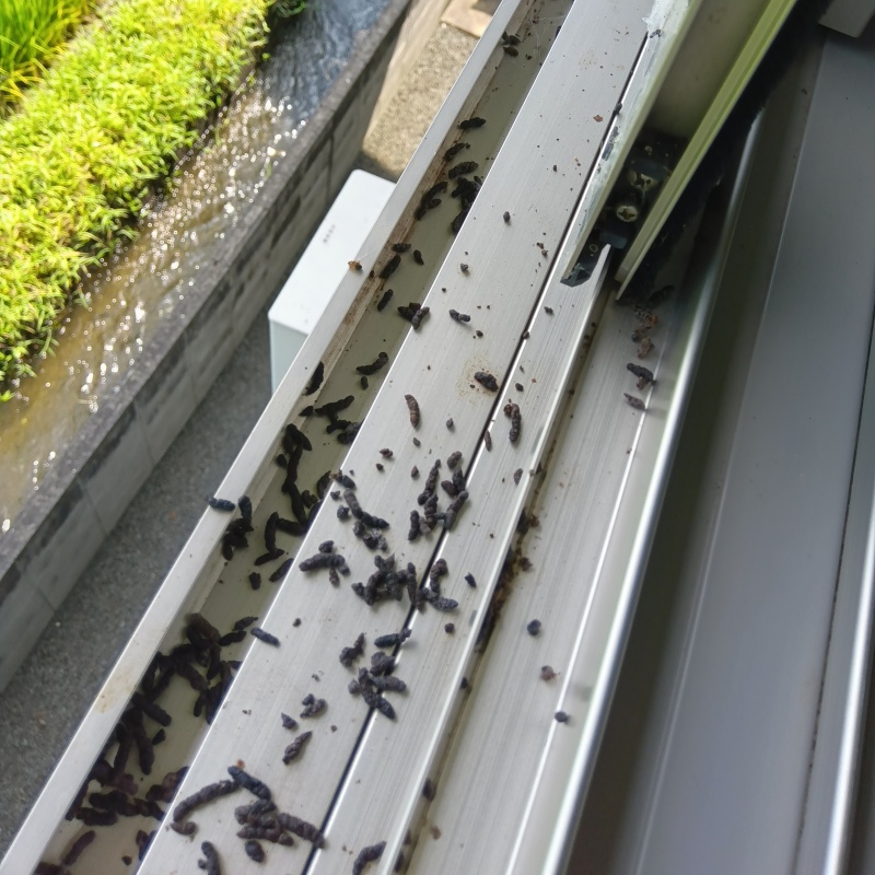 和歌山県和歌山市藤田の戸建てでコウモリのフン!シャッターボックスやサッシに被害が及んでいた事例