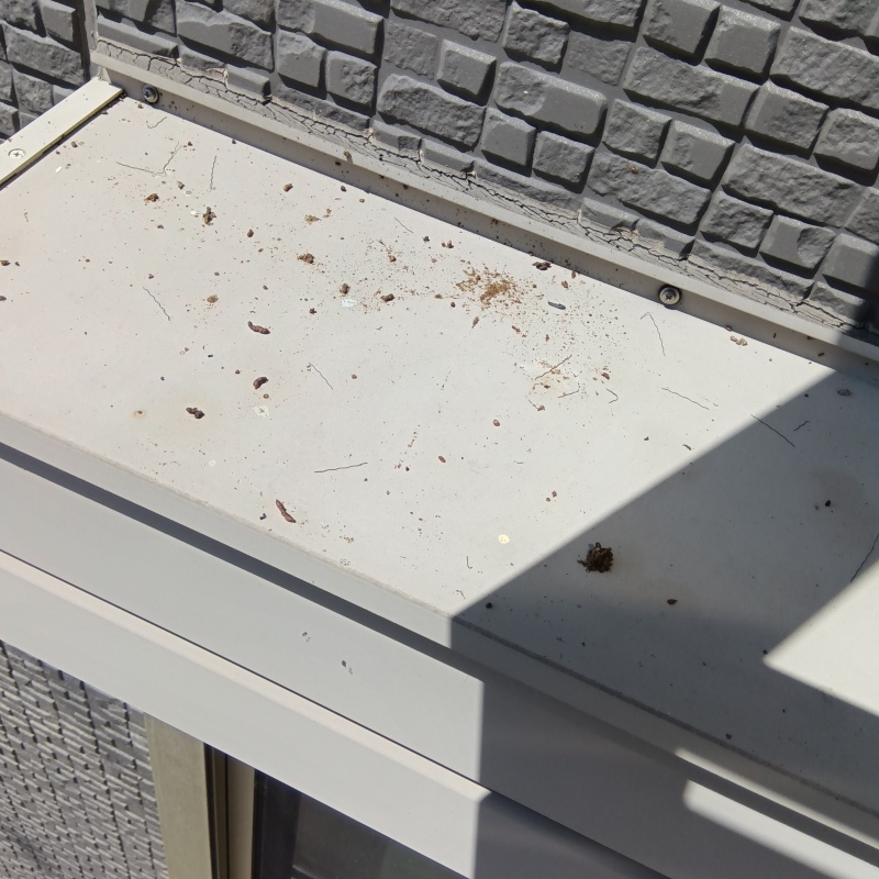 シャッターボックスの上にフン発見