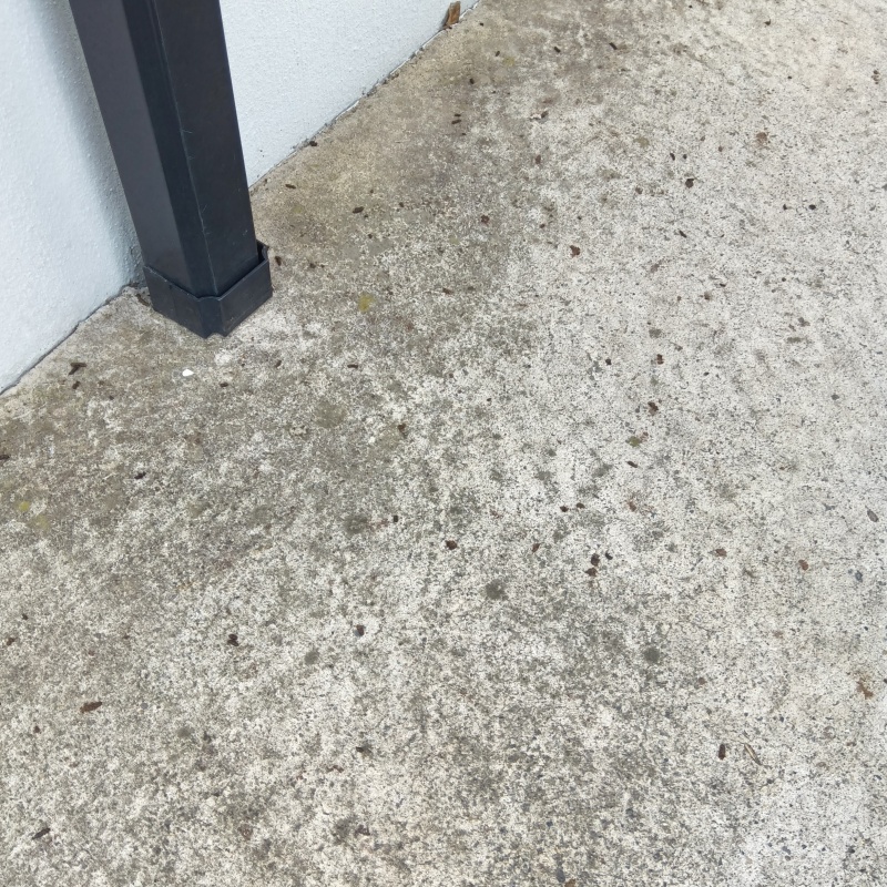 敷地内に散乱しているフン