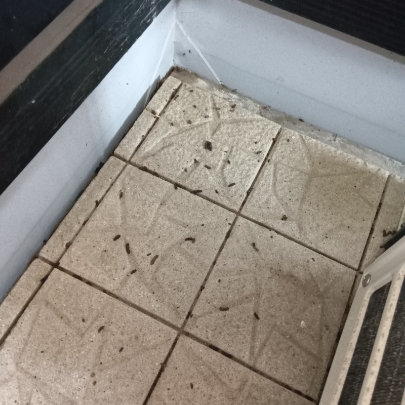 玄関のフン害を確認