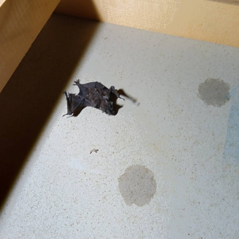屋根裏で見つかったコウモリの死骸