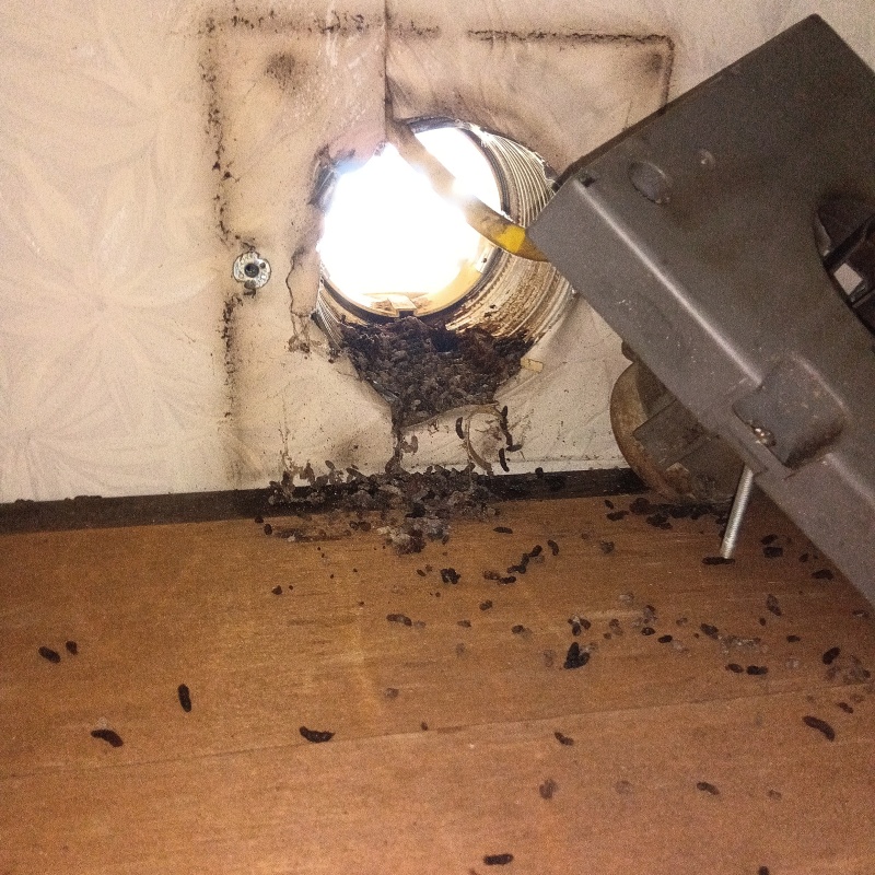 換気口にたまった大量のフン