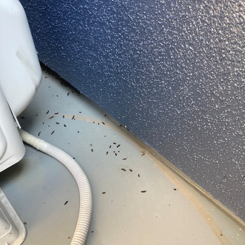 ベランダの床に散らばったフン