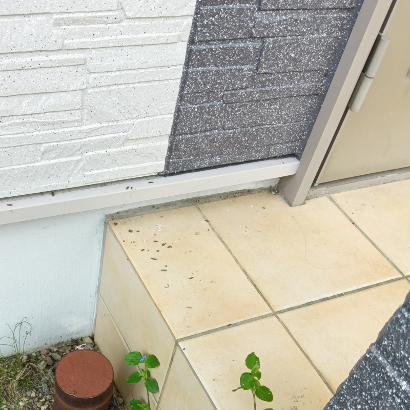 玄関の前に落ちていたフン