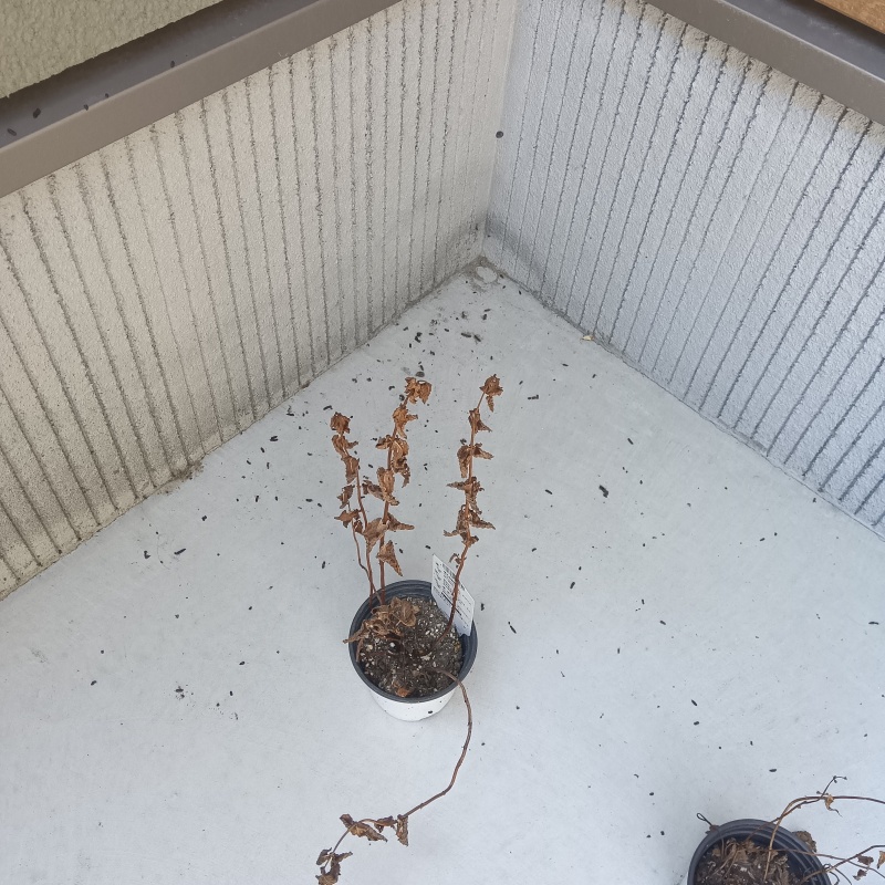 玄関前に散らばったフン