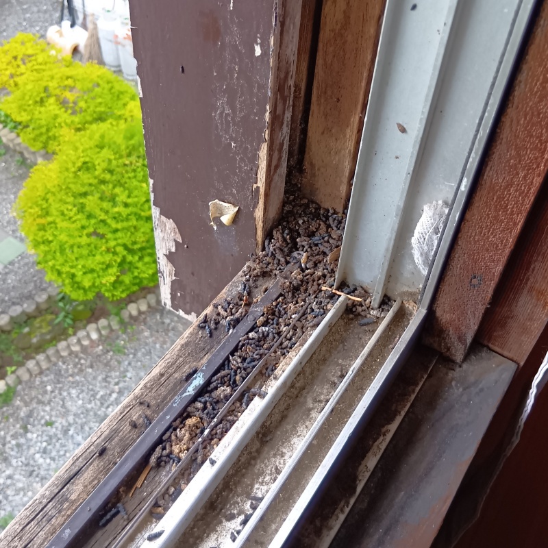 窓サッシにたまった大量のフン