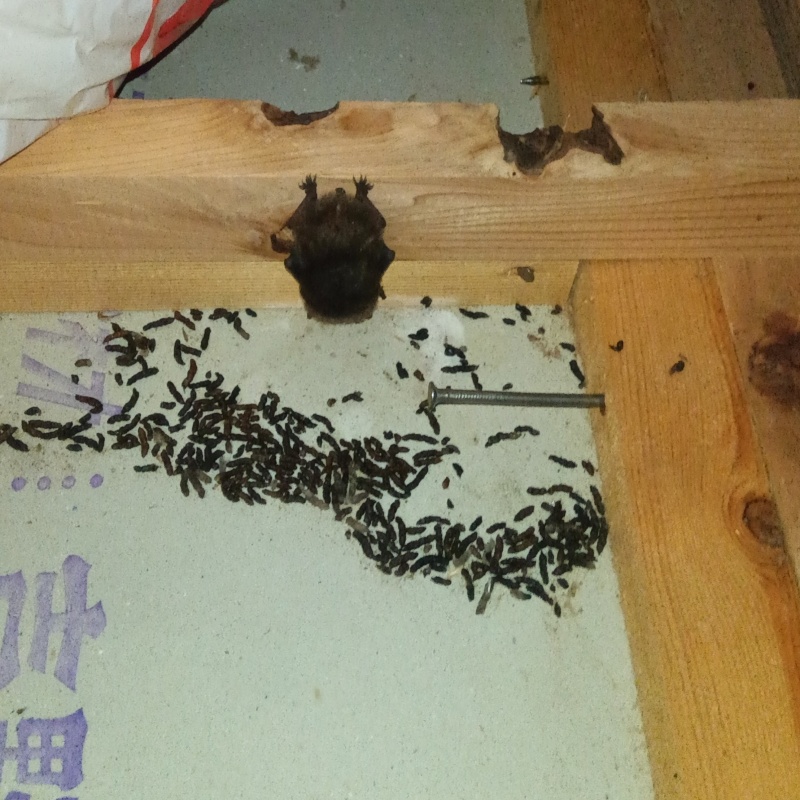 屋根裏調査中に現れたコウモリ