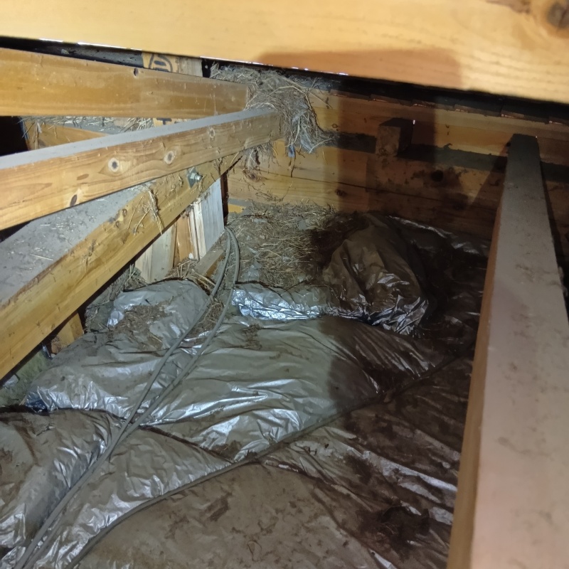 フンなどで汚染された屋根裏の断熱材