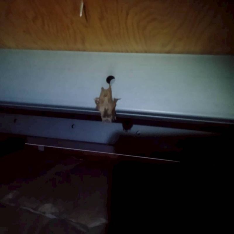 屋根裏にいたコウモリ