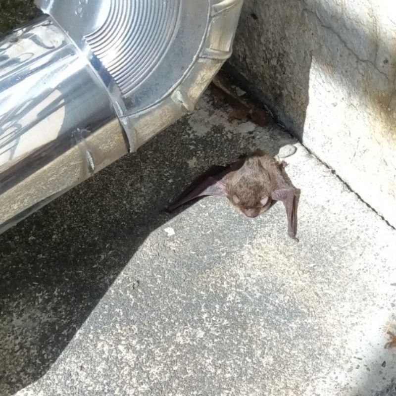 建物まわりにいたコウモリ