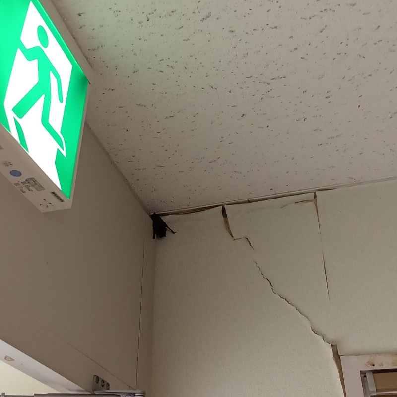 壁の隅にくっついているコウモリの姿