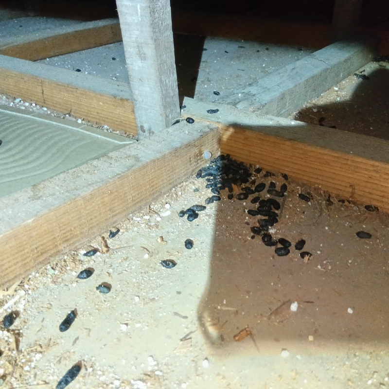 屋根裏で発見したフン