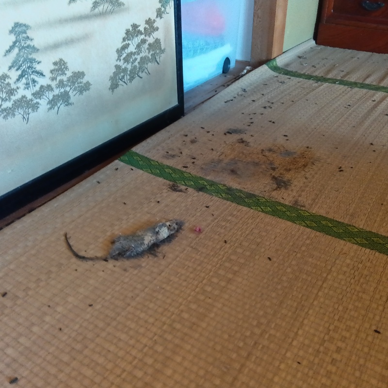 ネズミの死骸