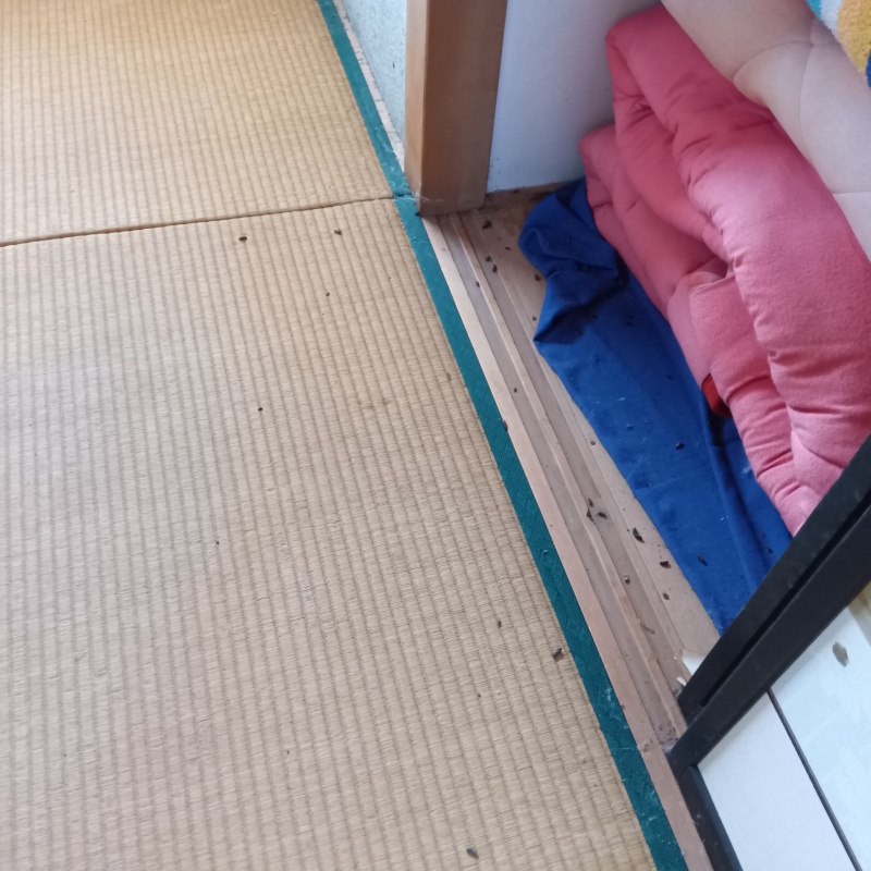 畳に散らばったフン