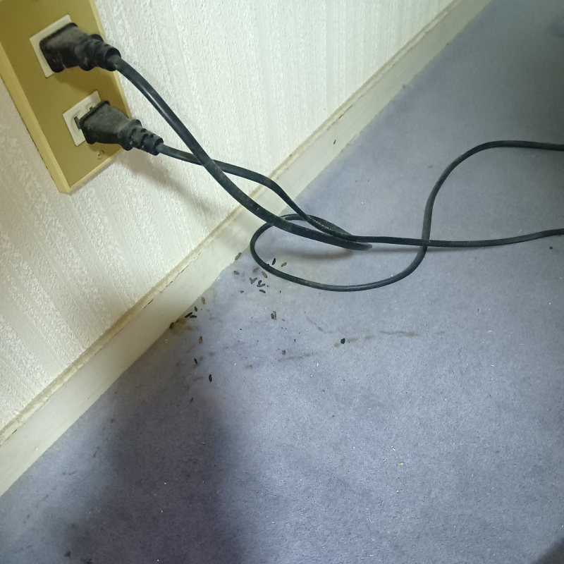 室内に散乱しているフン