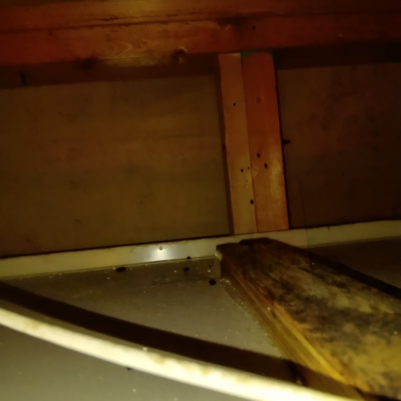 屋根裏で見つかったフン