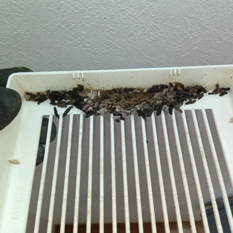換気扇を分解するとフンを発見