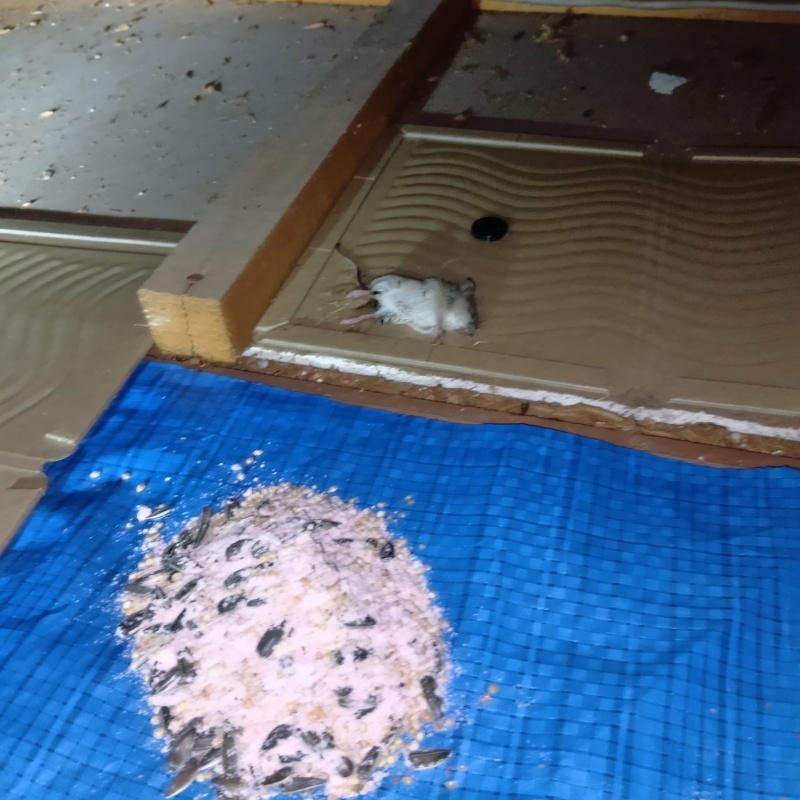殺鼠剤と粘着シートにかかったネズミ