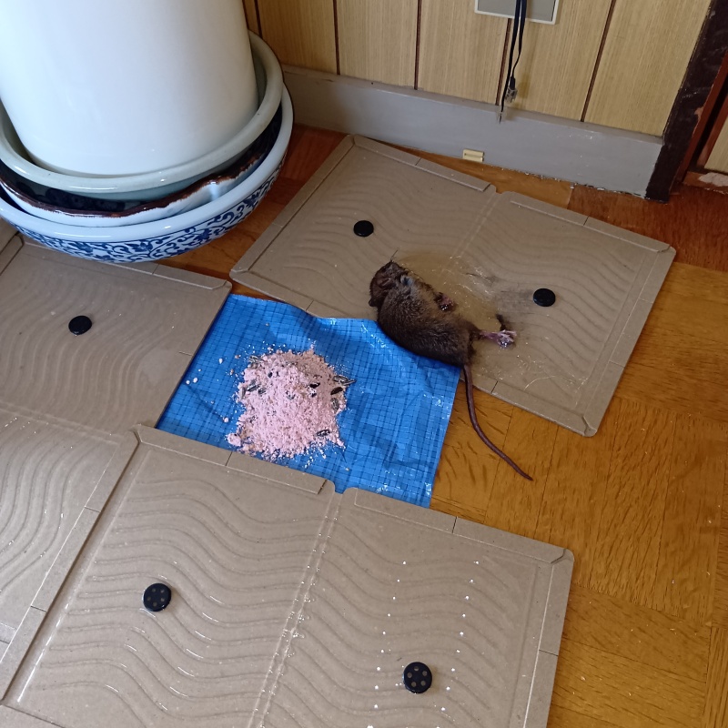粘着シートにかかったネズミ
