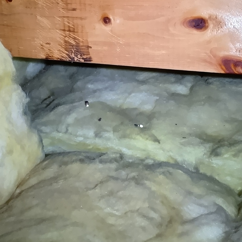 屋根裏で発見したフン