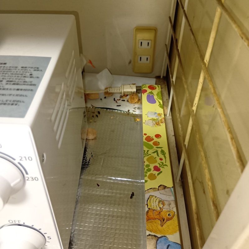 キッチンの隅にネズミのフン