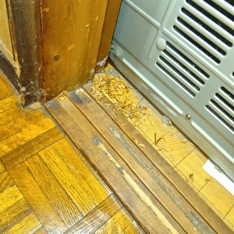 木材がかじられた木くず