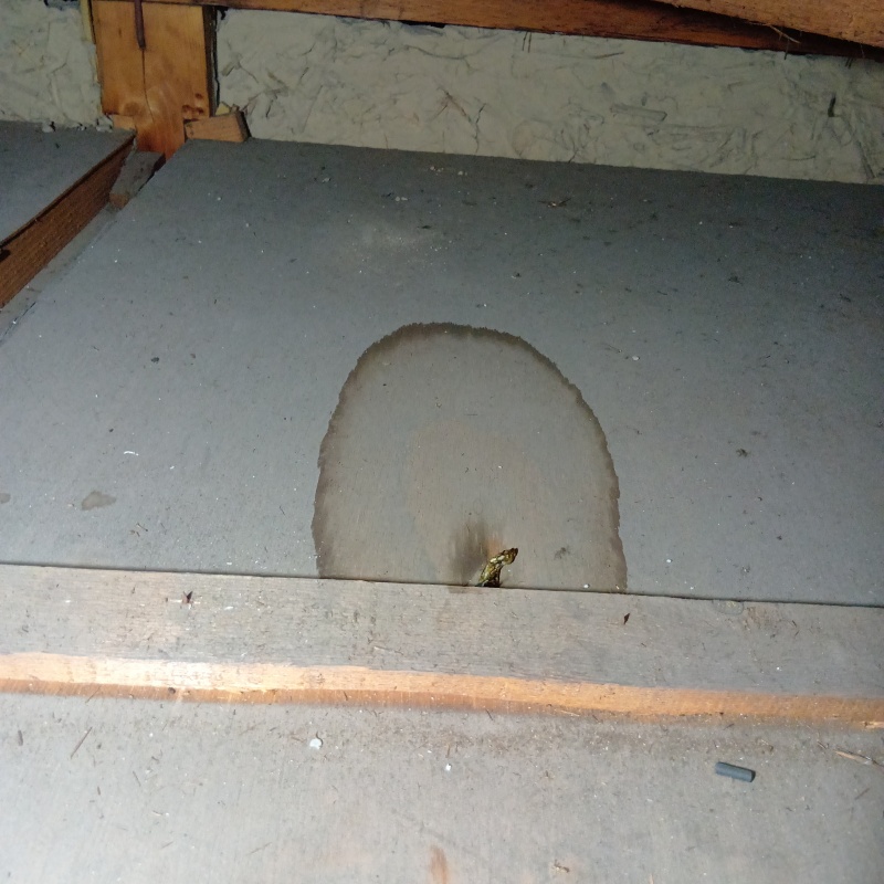 屋根裏に排泄物の染み