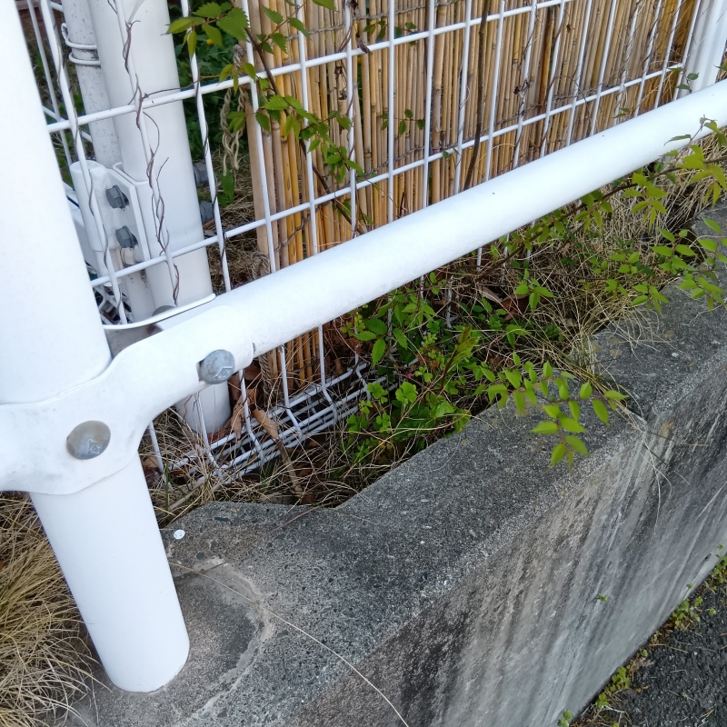 ネズミの痕跡があった庭