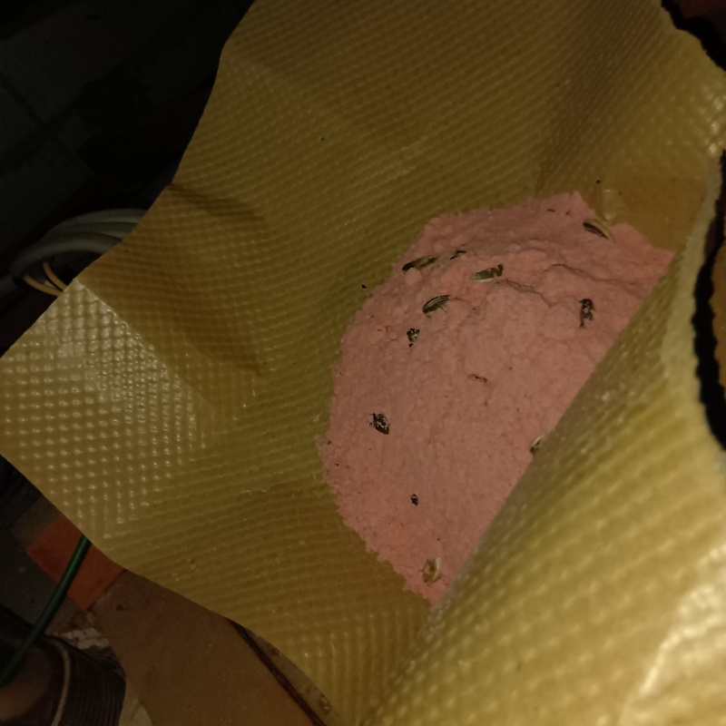 殺鼠剤を仕掛けている様子