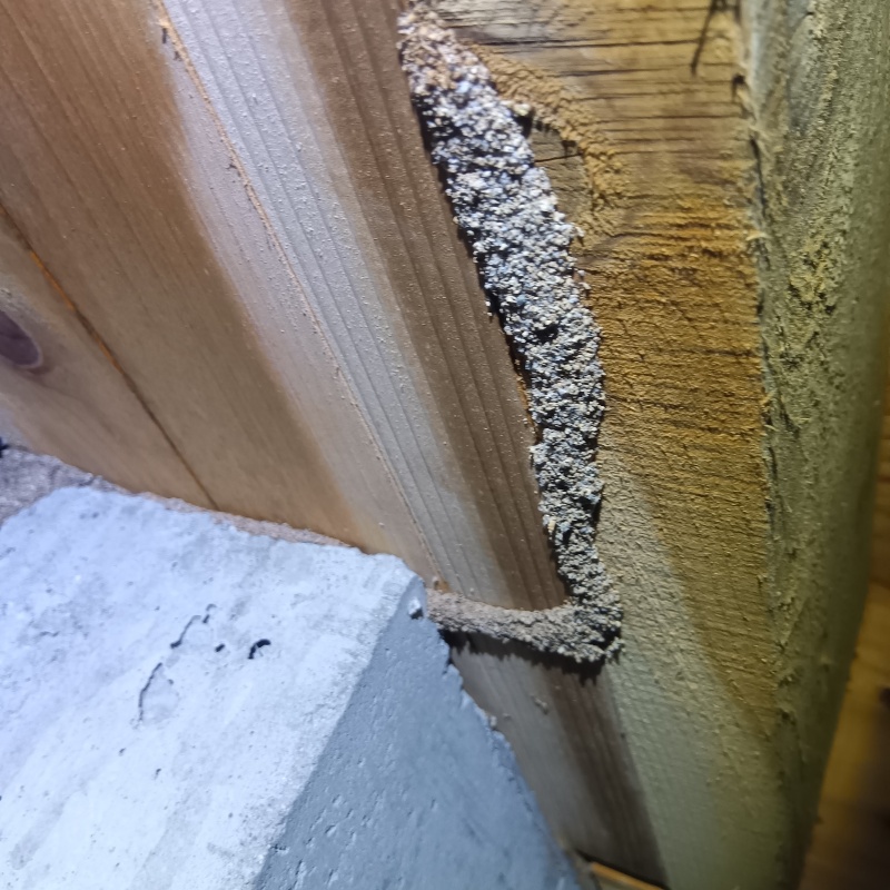 床下に蟻道を確認