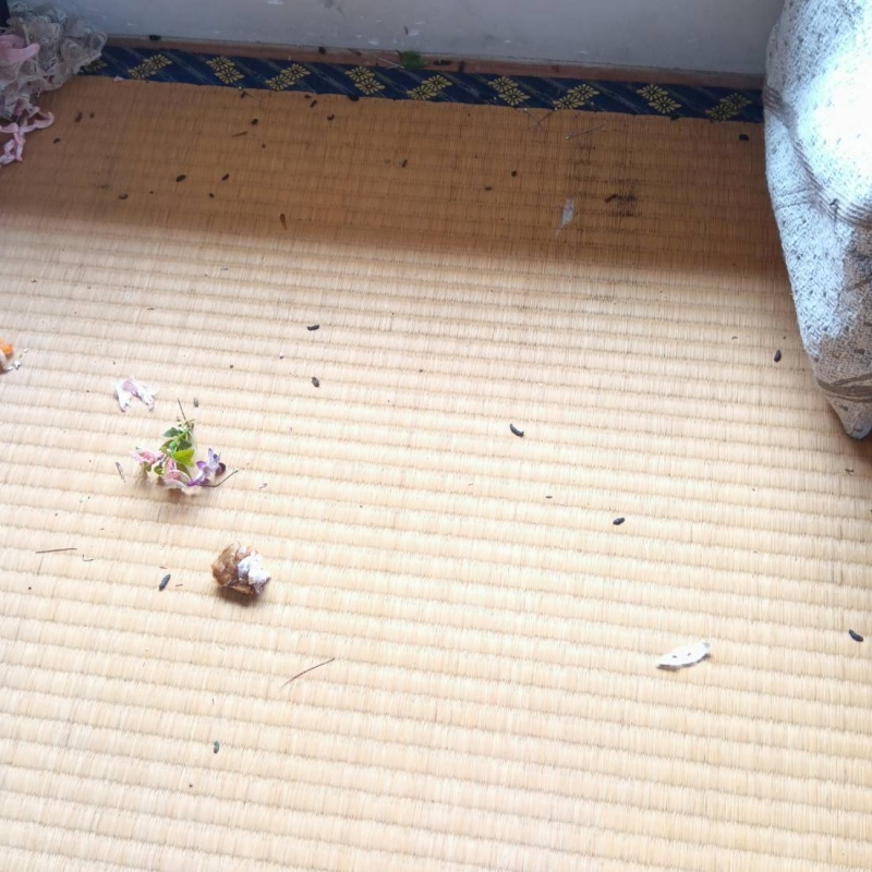 畳の上に散らばったフン