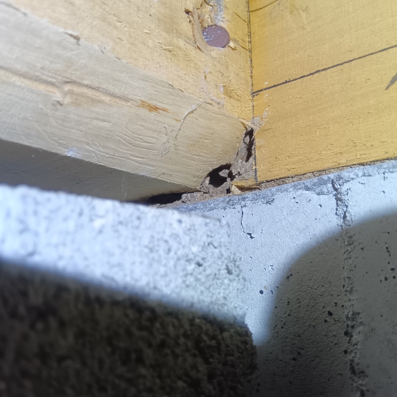 食害を受けた床下の木部