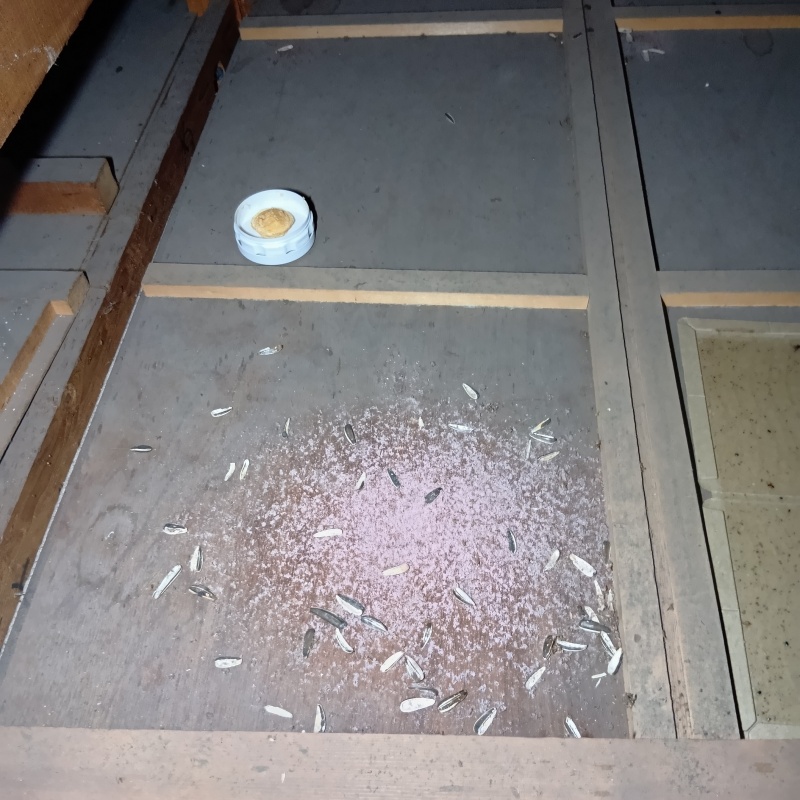 ネズミが殺鼠剤を食べたあと