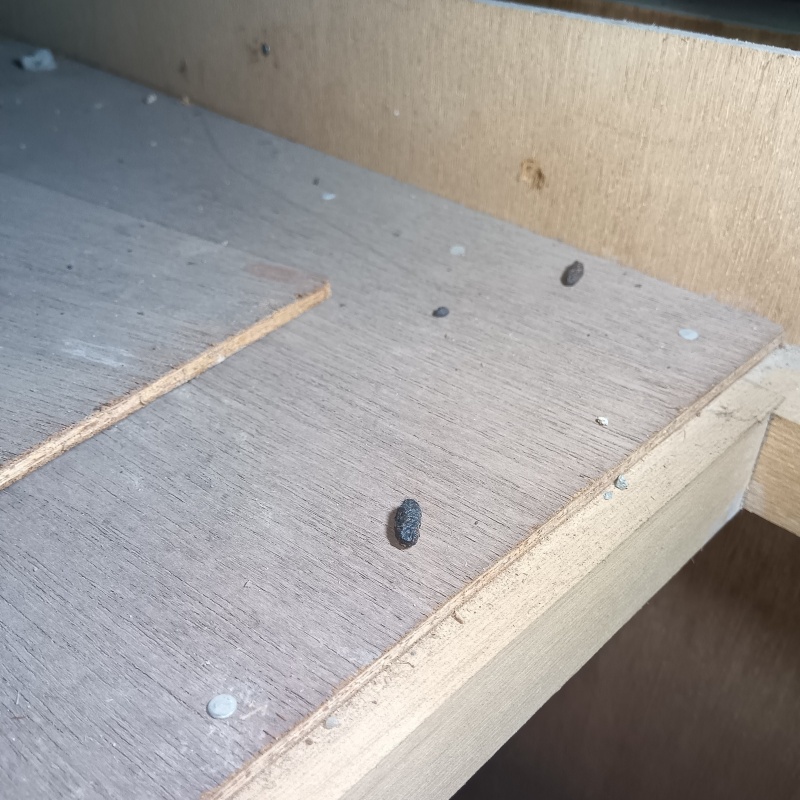 屋根裏に散らばるネズミのフン