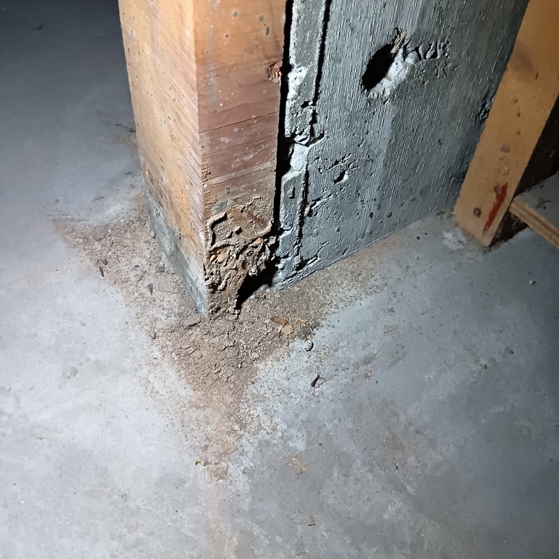 床下に蟻道・蟻土を確認