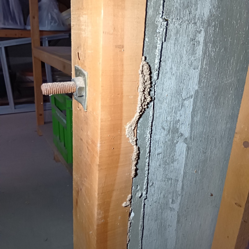 床下の木部に蟻道を確認