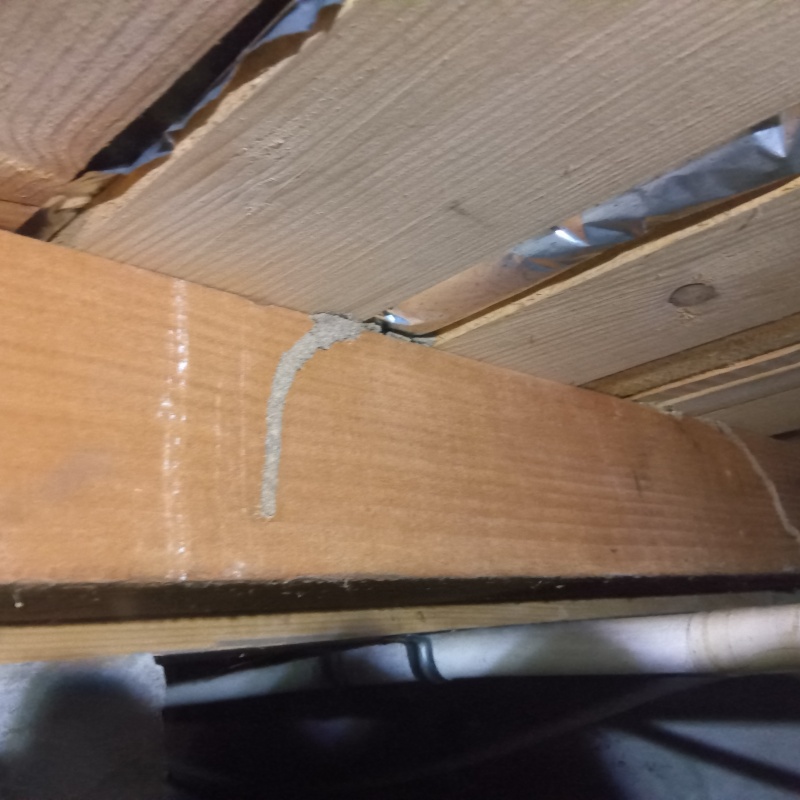 床下の木部に作られたシロアリの蟻道