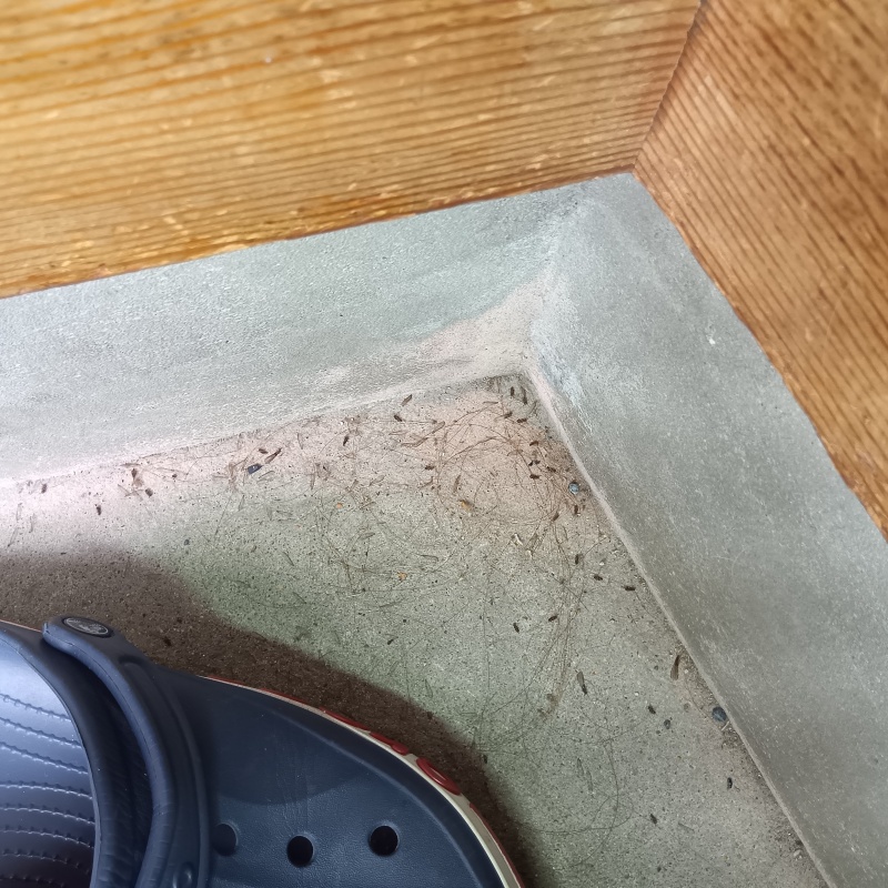 玄関に羽アリを発見