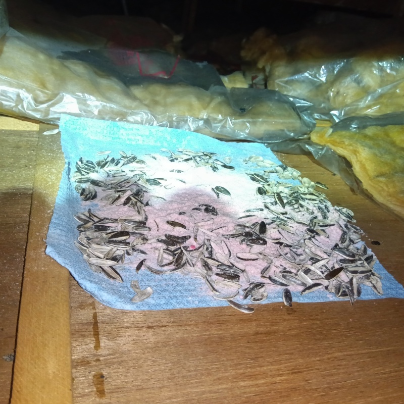殺鼠剤を設置